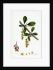 Berberis Vulgaris Common Barberry by Anonymous