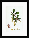 Berberis Vulgaris Common Barberry by Anonymous