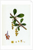 Berberis Vulgaris Common Barberry by Anonymous