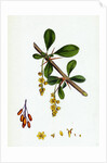 Berberis Vulgaris Common Barberry by Anonymous
