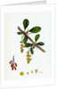 Berberis Vulgaris Common Barberry by Anonymous