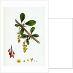 Berberis Vulgaris Common Barberry by Anonymous