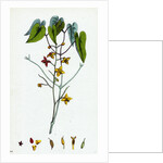 Epimedium Alpinum Alpine Barren Wort by Anonymous