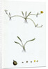 Ranunculus Reptans Creeping Spearwort by Anonymous