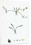 Ranunculus Reptans Creeping Spearwort by Anonymous