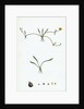 Ranunculus Reptans Creeping Spearwort by Anonymous