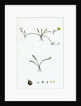 Ranunculus Reptans Creeping Spearwort by Anonymous