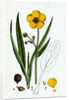 Ranunculus Lingua Greater Spearwort by Anonymous