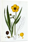 Ranunculus Lingua Greater Spearwort by Anonymous
