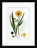 Ranunculus Lingua Greater Spearwort by Anonymous