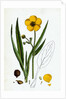 Ranunculus Lingua Greater Spearwort by Anonymous