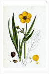 Ranunculus Lingua Greater Spearwort by Anonymous
