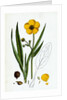 Ranunculus Lingua Greater Spearwort by Anonymous