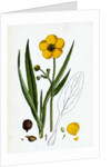 Ranunculus Lingua Greater Spearwort by Anonymous