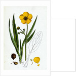 Ranunculus Lingua Greater Spearwort by Anonymous