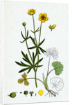 Ranunculus Auricornus Wood Crowfoot by Anonymous