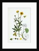 Ranunculus Auricornus Wood Crowfoot by Anonymous