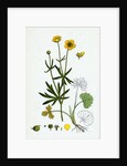 Ranunculus Auricornus Wood Crowfoot by Anonymous