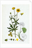 Ranunculus Auricornus Wood Crowfoot by Anonymous