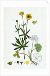 Ranunculus Auricornus Wood Crowfoot by Anonymous