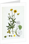 Ranunculus Auricornus Wood Crowfoot by Anonymous