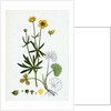Ranunculus Auricornus Wood Crowfoot by Anonymous