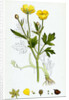 Ranunculus Repens Creeping Crowfoot by Anonymous