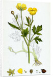 Ranunculus Repens Creeping Crowfoot by Anonymous