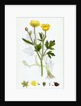 Ranunculus Repens Creeping Crowfoot by Anonymous