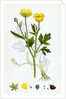 Ranunculus Repens Creeping Crowfoot by Anonymous