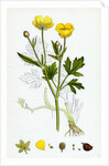 Ranunculus Repens Creeping Crowfoot by Anonymous