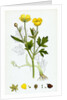 Ranunculus Repens Creeping Crowfoot by Anonymous