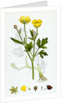 Ranunculus Repens Creeping Crowfoot by Anonymous