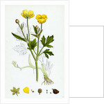 Ranunculus Repens Creeping Crowfoot by Anonymous