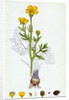 Ranunculus Bulbosus Bulbous Crowfoot by Anonymous