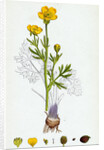 Ranunculus Bulbosus Bulbous Crowfoot by Anonymous
