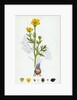 Ranunculus Bulbosus Bulbous Crowfoot by Anonymous