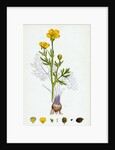Ranunculus Bulbosus Bulbous Crowfoot by Anonymous