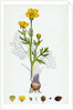Ranunculus Bulbosus Bulbous Crowfoot by Anonymous