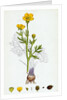 Ranunculus Bulbosus Bulbous Crowfoot by Anonymous