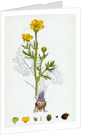 Ranunculus Bulbosus Bulbous Crowfoot by Anonymous