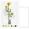 Ranunculus Bulbosus Bulbous Crowfoot by Anonymous