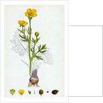 Ranunculus Bulbosus Bulbous Crowfoot by Anonymous