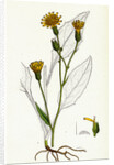 Hieracium Vulgatum Wood Hawkweed by Anonymous