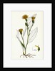 Hieracium Vulgatum Wood Hawkweed by Anonymous
