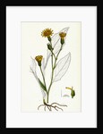 Hieracium Vulgatum Wood Hawkweed by Anonymous