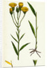 Hieracium Umbellatum Narrow-Leaved Hawkweed by Anonymous