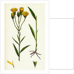Hieracium Umbellatum Narrow-Leaved Hawkweed by Anonymous