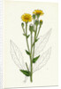 Hieracium Boreale Broad-Leaved Hawkweed by Anonymous