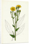 Hieracium Boreale Broad-Leaved Hawkweed by Anonymous